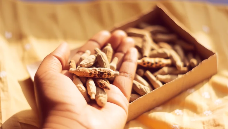 Imagen ilustrativa: Preguntas Frecuentes sobre Ashwagandha